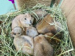 -藦茜花园宠物主题亲子互动体验馆(国顺东路店)