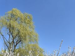 -大兴滨河森林公园