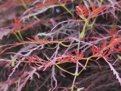 -荷风细雨·中国茶宴(碧云店)