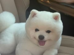 -FAELING PETS美天灵宠物(富力广场店)