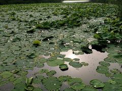 -日照海滨国家森林公园