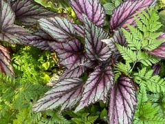 -国家植物园南园