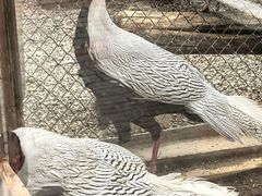 -青藏高原野生动物园