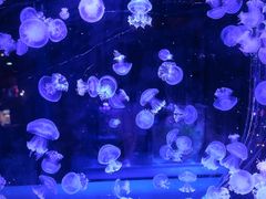 -海合安青岛极地海洋公园