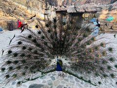 -燕塞湖鸟语林景区