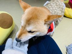 -逗柴咖啡屋·狗咖猫咖宠物桌游