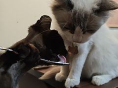 -楼上猫咖(罗湖店)
