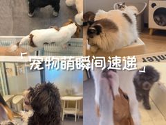 -有喵·猫咖·狗咖·30几只猫10只小狗(岗厦店)