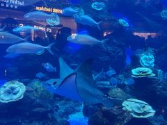 -成都浩海立方海洋公园