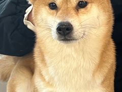 -共舞时光猫咖·狗咖(新街口店)