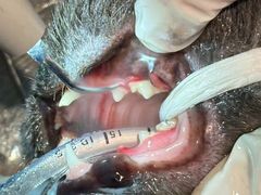 -瑞派旺宝宠物医院·犬猫全科综合·尿道专科(莲兴院)