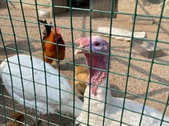 -南宫五洲植物乐园