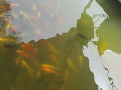 -莲湖公园