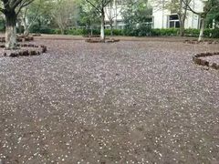 -武汉大学-樱园