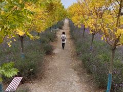 -嘉北郊野公园