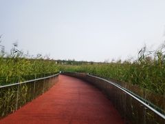 -西安浐灞国家湿地公园