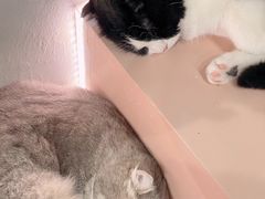 -猫儿山۰猫主题餐厅