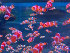 -海合安成都极地海洋公园