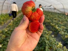 -小鱼草莓采摘园农家乐·小鱼餐厅