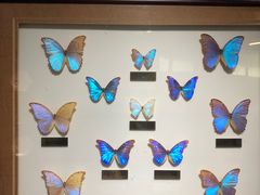 -上海昆虫博物馆