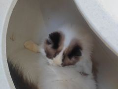 -怪兽屋·羊驼·猫咖·狗咖(俊华广场店)