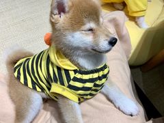 -逗柴咖啡屋·狗咖猫咖宠物桌游