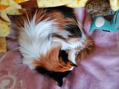 -康乐宝动物医院