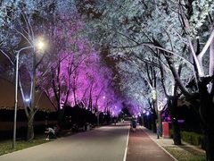 景点-朝阳公园