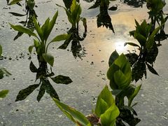 -那考河湿地公园
