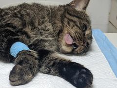 -宠颐生汉谟拉比宠物医院