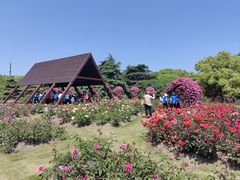 -上海滨江森林公园·停车场