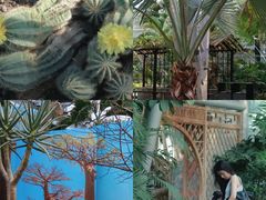 -北京植物园-展览温室