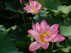 -莲花池公园