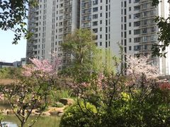-新湖明珠城