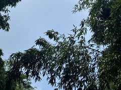 -黄海国家森林公园