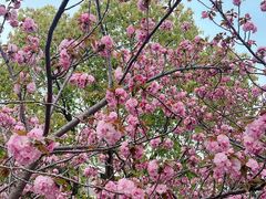 -高东镇樱花园