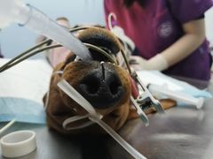 -关爱宠物医院·猫科中心·消化科(滨湖万达分院)