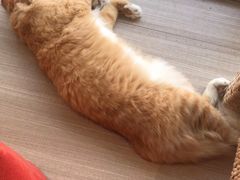 -藏猫猫咖啡主题馆(中央大道店)