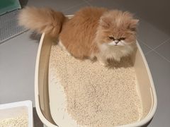 -联合动物医院(光谷诊疗中心)