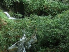 -南山植物园