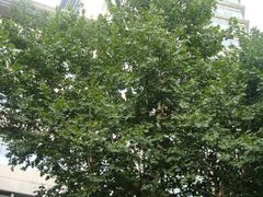 -上海交通大学医学院附属瑞金医院(总院)