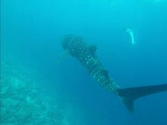 -中央格兰德岛温泉度假酒店 - 全包