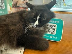 -有猫主题·治愈系猫咖(曾厝垵店)
