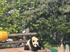 -大连森林动物园