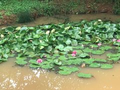 -盘龙城国家考古遗址公园