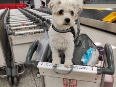 -郑州新郑国际机场-T2航站楼