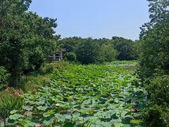 -上海海湾国家森林公园