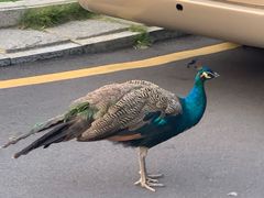 -舜耕山庄四时万和自助餐厅