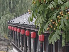 -鲁镇