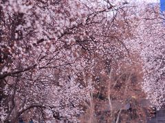 -绵阳人民公园(涪城区)